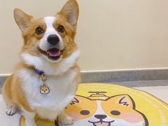 -萌宠之家·腊肠犬·马尔泰·小体犬舍