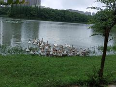 -艾溪湖湿地公园