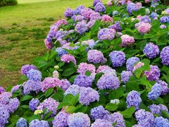 -上海共青森林公园