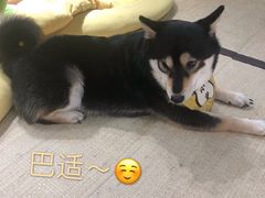 -逗柴咖啡屋·狗咖猫咖宠物桌游
