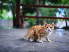 -静安公园(静安寺街道)