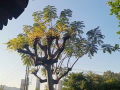 -广州神农草堂中医药博物馆