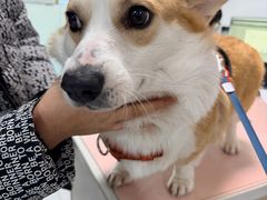 -嘉馨宠物医院·CT影像转诊·心脏科·犬猫全科诊疗中心(下沙大学城院区)