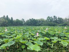 -长兴太湖图影湿地文化园