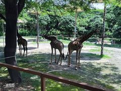 -深圳野生动物园