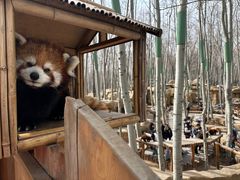 -北京野生动物园