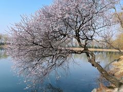 -颐和园