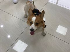 -美联众合动物医院·24h京西诊疗中心