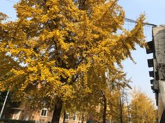 -四川大学(望江校区)