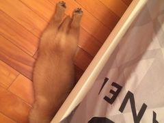 -芭比堂动物医院·24小时·眼科中心(深圳中心)
