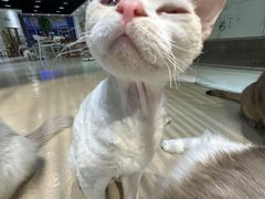 -藏猫猫咖啡主题馆(中央大道店)