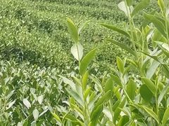 -龙坞茶村