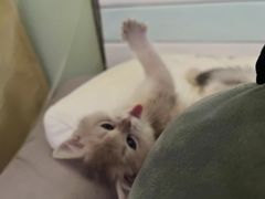 -lincat·猫舍(广州店)