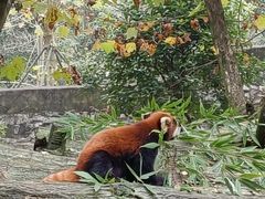 -都江堰中华大熊猫苑