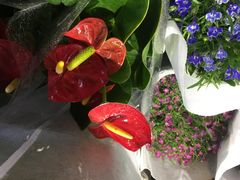 -循礼门鲜花花市(武汉循礼门店)