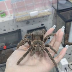 -Moni星球萌宠·小马宝莉·灵蛇·高端高阶全萌宠互动体验俱乐部(红豆国际广场店)