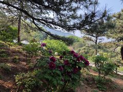 -北京西山国家森林公园