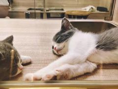 -飞行喵MR PILOT|猫舍·猫咖(静安大融城店)