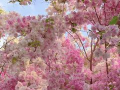 -深圳国际园林花卉博览园