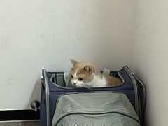 -御宝贝·A梦猫科宠物医院(国际猫友好医院)