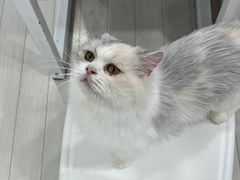 -喵的天空名猫咖啡馆·撸猫·猫舍·用品