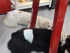 -汪小喵宠物·戴维斯乐芳希施宠馨宝皮毛调理洗护店