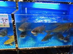 水产区-姜君·千岛湖鱼头馆(浦东大道店)