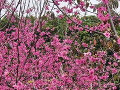 -天适樱花悠乐园