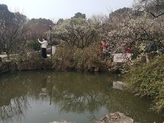 -香雪海