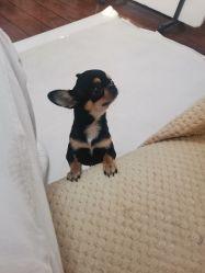 -孕视觉专业孕妇摄影(天津南开店)