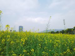 -光明小镇欢乐田园