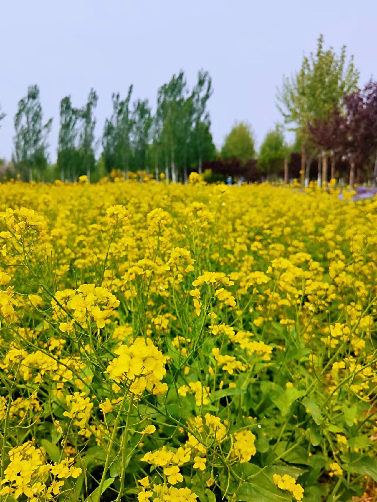 大兴瀛海油菜花基地