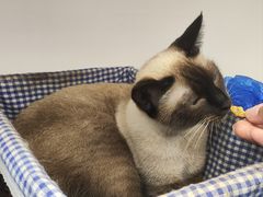 -喵园·猫主题咖啡厅·撸猫·猫咖(国贸店)