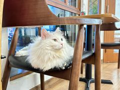 -有猫主题·治愈系猫咖(曾厝垵店)