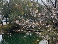 -香雪海