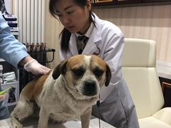 -宠爱国际动物医院·疑难骨科·心肾内科·皮肤科(太阳宫店)