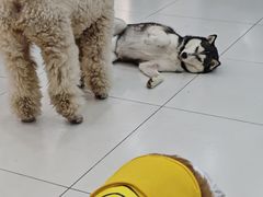 -汪说·狗咖·拼豆·宠物周边DIY(旺城大厦店)
