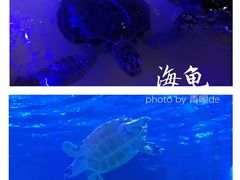 -华夏文旅海洋公园