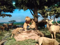 -国家自然博物馆