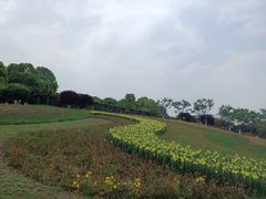 -秀丽东方