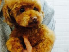 -PETKIT小佩宠物(古北店)