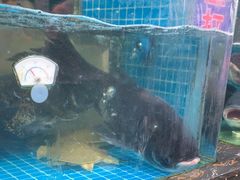-浔味·山屿湖·正宗淳牌全鱼宴老字号