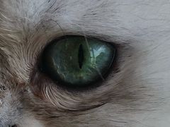 -猫的茶·猫咖