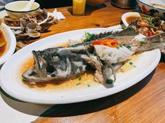 清蒸青斑鱼-鑫阿强海鲜大排档·老厦门特色菜(中山路店)