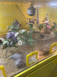 -神奇动物撸宠馆·羊驼·小浣熊·异宠(豫园店)