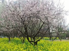 -西北湖绿化广场