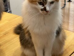 -是阿柴呀！柴犬咖啡·爱喵喵猫咖