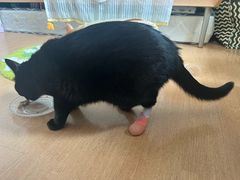 -瑞派·关忠动物医院·异宠专科·犬猫肿瘤·皮肤专科(望京店)