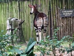 -奥兰多迪士尼动物王国乐园