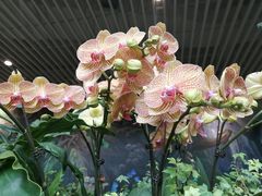 -花之城